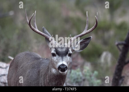 Männliches Maultierhirsch im Herbst im Yosemite Valley am frühen Morgen Stockfoto