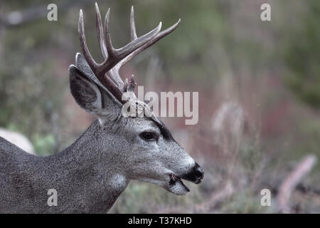 Männliches Maultierhirsch im Herbst im Yosemite Valley am frühen Morgen Stockfoto