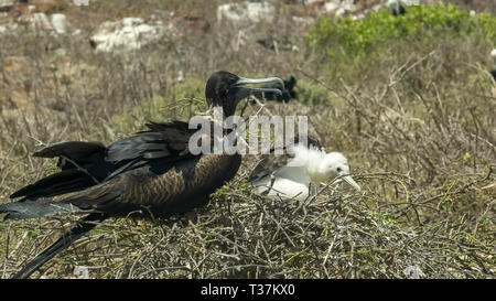 Weibliche Frigate und Küken auf einem Nest auf der Isla-tes Seymour in den Galapagos Stockfoto