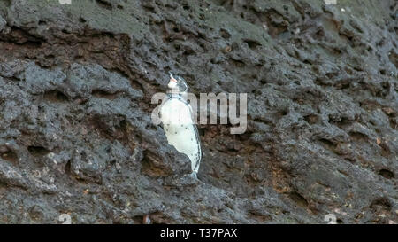 Galapagos Pinguin auf der felsigen Küste der Isla bartolome auf Galapagos Stockfoto