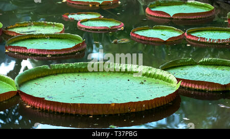 Nahaufnahme der Riese Amazon Seerose wächst in Rio Stockfoto