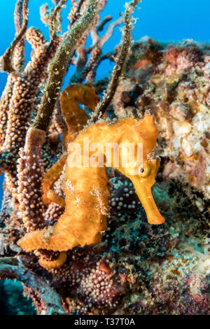 Pacific Seahorse, Hippocampus ingens, La Paz, Baja California Sur, Mexiko Stockfoto