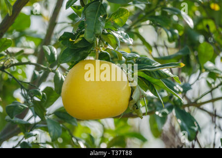 Reife Grapefruit auf einem Baum an der Temple City, Los Angeles, Kalifornien hängen Stockfoto