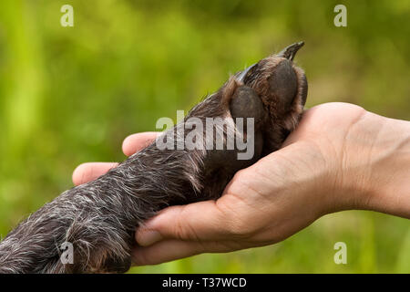 Hand der Frau mit einer Pfote des Hundes Stockfoto