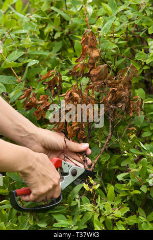 Hände von Gärtner mit gartenschere Beschneidung Geißblatt im Garten Stockfoto