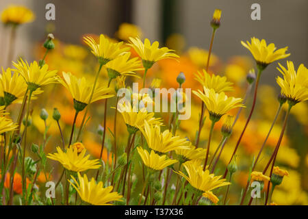 Nahaufnahme von Dimorphotheca sinuata Blüte Temple City, Kalifornien Stockfoto