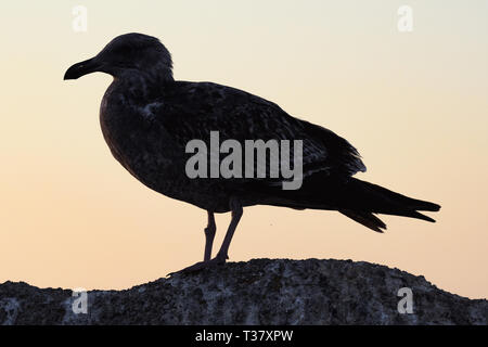 Seagull Silhouette gegen den pazifischen Sonnenuntergang Himmel in Monterey Stockfoto