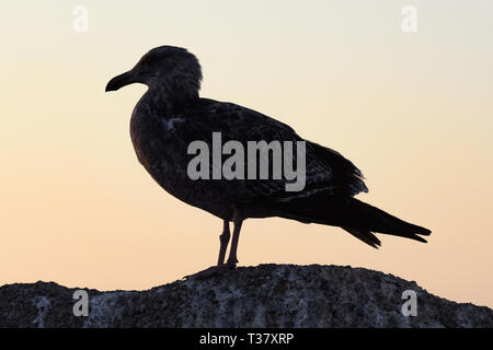 Seagull Silhouette gegen den pazifischen Sonnenuntergang Himmel in Monterey Stockfoto