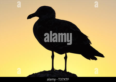 Seagull Silhouette gegen den pazifischen Sonnenuntergang Himmel in Monterey Stockfoto