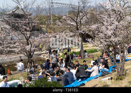 Menschen versammelt, die kirschblüten zu sehen, "Hana-mi', oder das traditionelle Picknick unter ihnen haben in der warmen Frühlingssonne an Shukugawa, in der Nähe der Nishinomiya in Japan. Ein beliebter Aussichtspunkt, mit einer Reihe von Cherry Blossom Bäume auf beiden Seiten des Flusses. Stockfoto