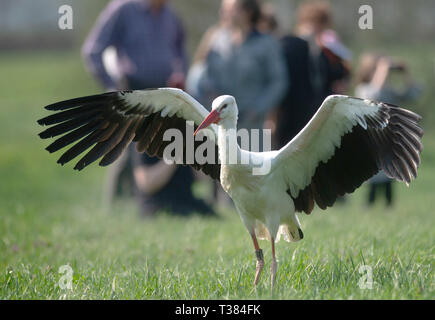 Loburg, Deutschland. 07 Apr, 2019. Weißstorch 'Petri' steht, die mit ausgebreiteten Flügeln auf einer Wiese. Der Vogel hatte es von der Loburg stork Farm wieder eingeführt worden. Die ersten warmen Frühlingstage, wenn es länger hell bleibt, sind ideal für die Freigabe der Störche, da Sie dann genug Zeit, um nach Nahrung zu suchen. Die böigen Wind weht derzeit über das Mansfelder Land half auch die großen Vögel bei ihrem ersten Start nach einer langen Zeit. Credit: Klaus-Dietmar Gabbert/dpa-Zentralbild/dpa/Alamy leben Nachrichten Stockfoto