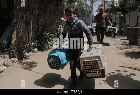 Rafah, Gaza, Palästina. 7 Apr, 2019. Ein Mann gesehen, die Käfige, in denen sich Tiere in einem Zoo bei einer Evakuation. Mitglieder der Internationalen Gesellschaft für Tierschutz vier Bögen für Tiere auf der palästinensischen Seite zu einigen geschützter Bereiche in Jordanien bewegen Am 7. April 2019. - 40 Tiere wurden gerettet, darunter fünf schwarze auf rauen Bedingungen im Gazastreifen, Entsprechend dem Tierschutz Gruppe der Vermieter zu finanziellen Schwierigkeiten ausgesetzt war. Credit: Yousef Masoud/SOPA Images/ZUMA Draht/Alamy leben Nachrichten Stockfoto