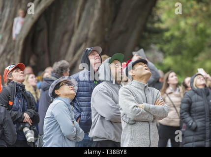 Christchurch, Canterbury, Neuseeland. 7 Apr, 2019. Zuschauer Kran ihre Hälse Teilnehmer in der Region Asien-Pazifik Baumklettern Masters' Herausforderung Meisterschaften in der Christchurch Botanischer Gärten zu sehen. Konkurrenten vie in einer Reihe von Tests der Beweglichkeit, Schnelligkeit und Geschicklichkeit. Credit: PJ Heller/ZUMA Draht/Alamy leben Nachrichten Stockfoto