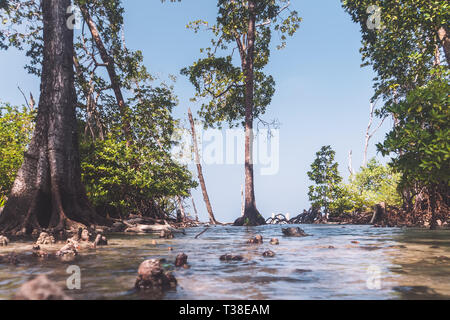 Ansicht von oben Der versteinerte Bäume in einem überschwemmten, Küsten Mangrove Stockfoto