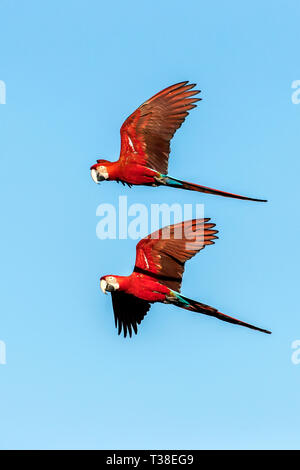 Rot-grünen Ara im Flug, Ara chloropterus, Bonito, Mato Grosso do Sul, Brasilien Stockfoto