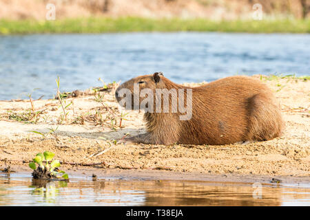 Weibliche Capybara, Hydrochoerus hydrochaeris, Pantanal, Mato Grosso do Sul, Brasilien Stockfoto