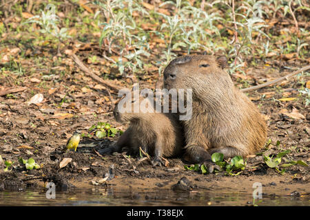 Capybara männlich mit Junge, Hydrochoerus hydrochaeris, Pantanal, Mato Grosso do Sul, Brasilien Stockfoto