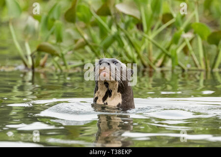 Giant River Otter, Pteronura brasiliensis, Paraguay Fluss, Pantanal, Brasilien Stockfoto