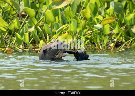 Giant River Otter Fisch essen, Pteronura brasiliensis, Paraguay Fluss, Pantanal, Brasilien Stockfoto