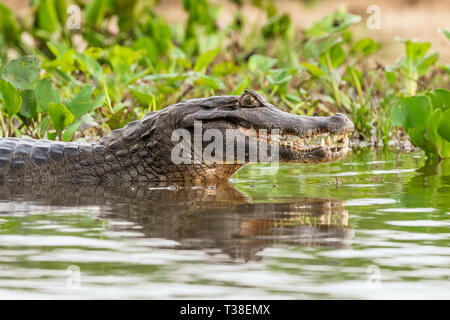 Caiman Yacare, Caiman yacare, Paraguay Fluss, Pantanal, Brasilien Stockfoto