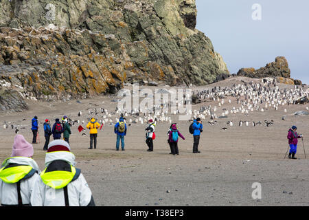 Gentoo Pinguin, Pygoscelis papua Küken und Touristen im Elephant Point; Livingston Island; Bransfield Strait; South Shetland Inseln; Antarktis. Stockfoto