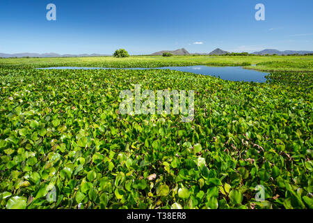 Impressionen des Rio Paraguay, Pantanal, Mato Grosso do Sul, Brasilien Stockfoto