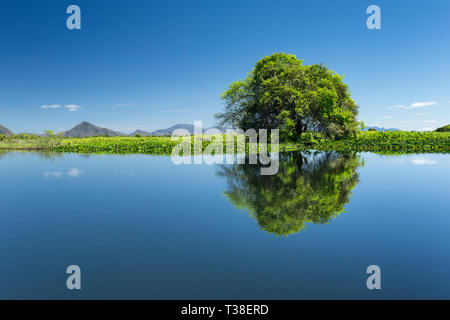 Impressionen des Rio Paraguay, Pantanal, Mato Grosso do Sul, Brasilien Stockfoto