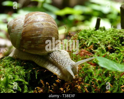 Wunderschönen Weinberg Schnecke bewegt sich auf Moss Stockfoto