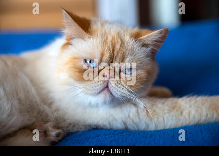 Schließen Sie herauf Bild einer Hauskatze mit einem leicht mürrischen Ausdruck Stockfoto