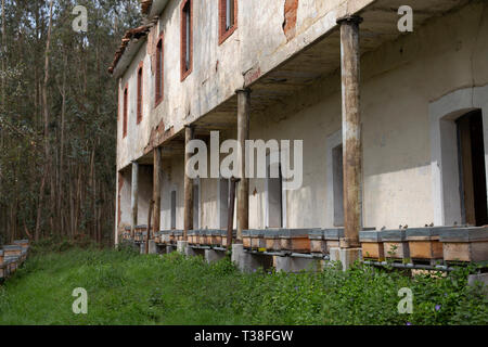 Imkerlicher Bienenkorb (Künstliche Bienenstock) Stockfoto