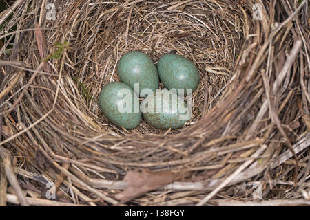 Nest der Eurasischen Amsel (Turdus merula) mit 4 Eiern, Cambridgeshire, England Stockfoto