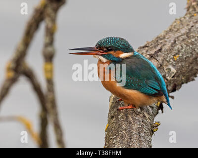 Nach Eisvogel (Alcedo atthis), Zweig, Suffolk, England Stockfoto