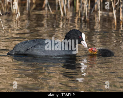Nach Blässhuhn (Fulica atra) Fütterung junges Küken, Cambridgeshire, England Stockfoto