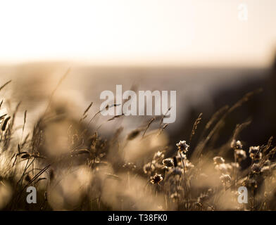 Reedgras am Meer Stockfoto