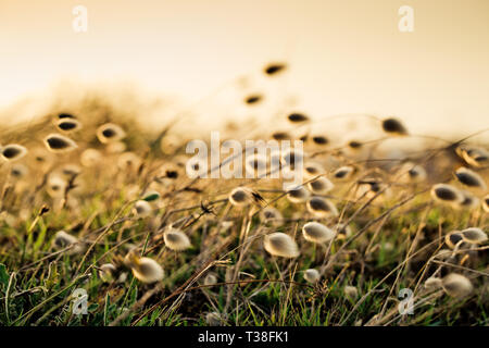 Reedgras am Meer Stockfoto