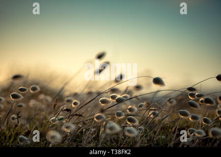 Reedgras am Meer Stockfoto