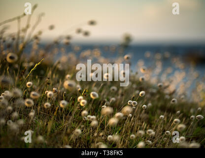 Reedgras am Meer Stockfoto