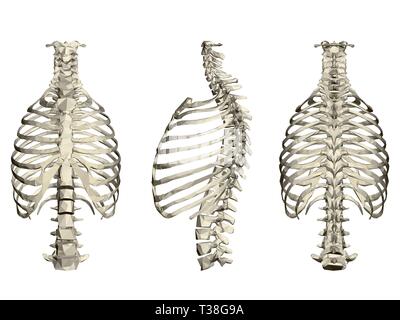 Set mit menschlichen Brustkorb und Wirbelsäule. 3D. Front-, Seiten- und Rückansicht. Vector Illustration Stock Vektor