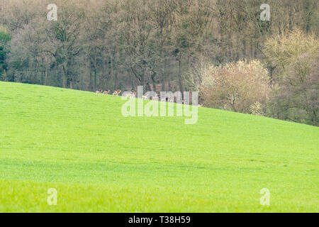 Damwild (Dama Dama) am frühen Abend in der herefordshire Landschaft, Stockfoto