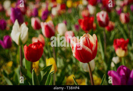 Farbenfrohe Tulpen blühen in einem Frühlingsgarten mit geringer Tiefe des Feldes und lebendigem floralem Hintergrund. Stockfoto