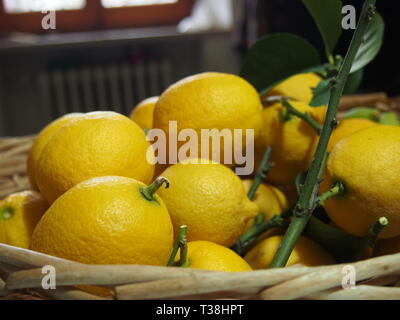 Frische Zitronen mit Blättern in einem Weidenkorb in einem italienischen Küche im Landhausstil liegt im Monferrato (Italien) Stockfoto