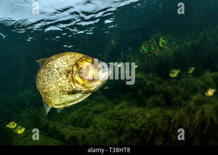 Gelbe König Piranha, Pygocentrus nattereri, Paraguay Fluss, Pantanal, Brasilien Stockfoto