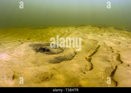 Parana Fluss Stingray, Potamotrygon schuhmacheri, Paraguay Fluss, Pantanal, Brasilien Stockfoto