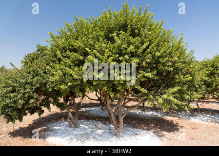 Dichtmasse Baum in einem dichtmasse Bauernhof in Insel Chios Griechenland. Stockfoto