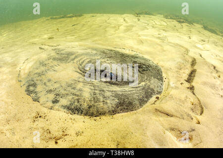 Parana Fluss Stingray, Potamotrygon schuhmacheri, Paraguay Fluss, Pantanal, Brasilien Stockfoto