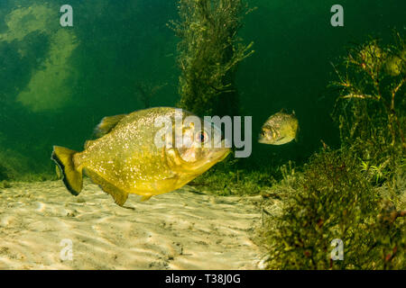 Gelbe König Piranha, Pygocentrus nattereri ternezi, Paraguay Fluss, Pantanal, Brasilien Stockfoto