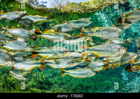 Von Piraputanga, Brycon Hilarii, Fischschwarm Aquario Natural, Bonito, Mato Grosso do Sul, Brasilien Stockfoto