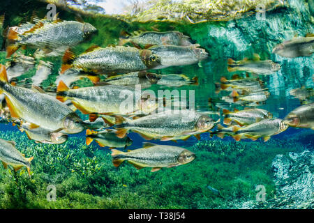 Von Piraputanga, Brycon Hilarii, Fischschwarm Aquario Natural, Bonito, Mato Grosso do Sul, Brasilien Stockfoto