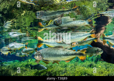 Von Piraputanga, Brycon Hilarii, Fischschwarm Aquario Natural, Bonito, Mato Grosso do Sul, Brasilien Stockfoto