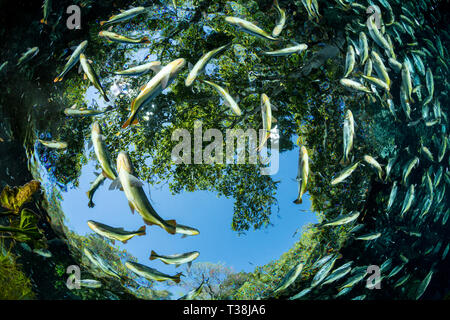 Von Piraputanga, Brycon Hilarii, Fischschwarm Aquario Natural, Bonito, Mato Grosso do Sul, Brasilien Stockfoto